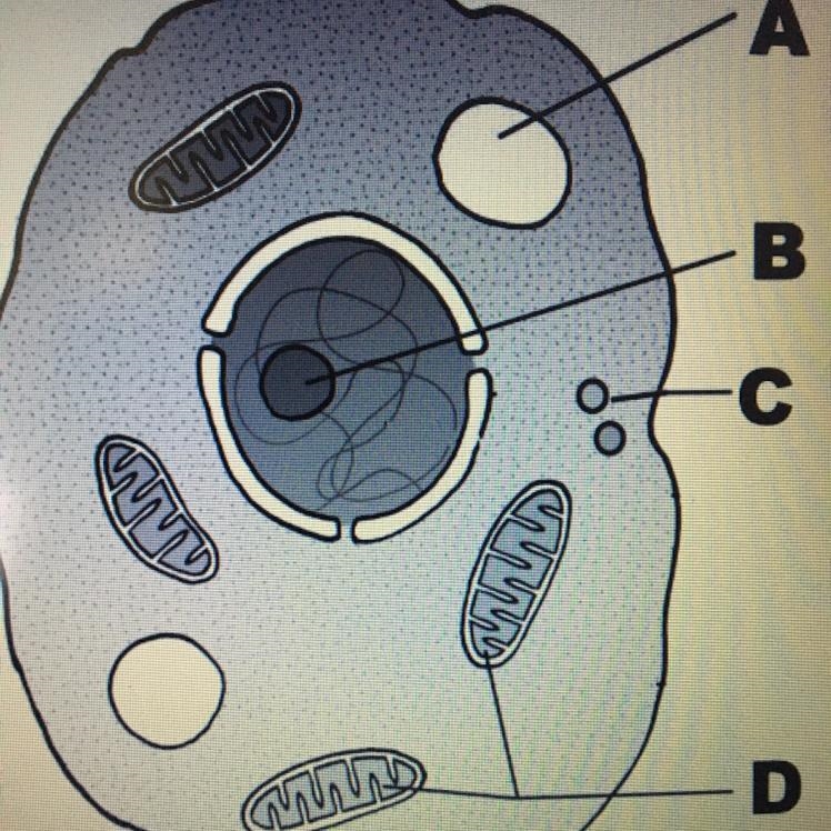 What structure is represented by the letter C? PLEASE HELP!!!!! Choose 1 answer: А-example-1