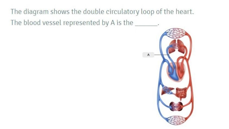 1)Pulmonary artery 2)Pulmonary vein 3)Aorta 4)Inferior vena cava Answer and I will-example-1