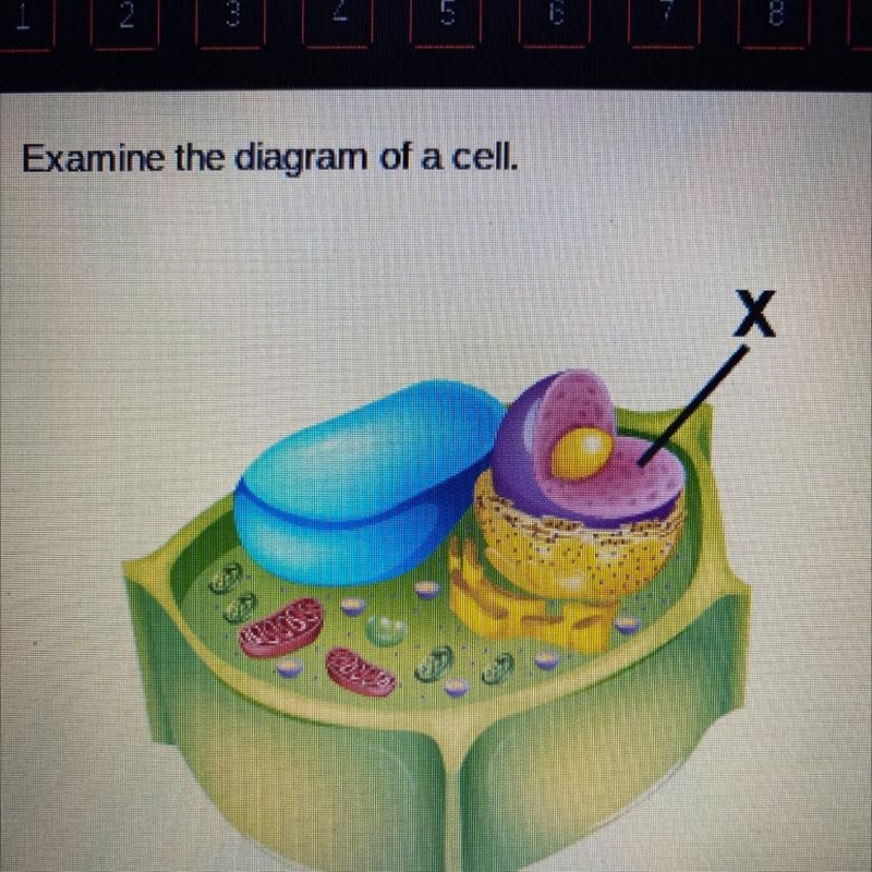 Examine the diagram of a cell. Which organelle is marked with an X? cell membrane-example-1