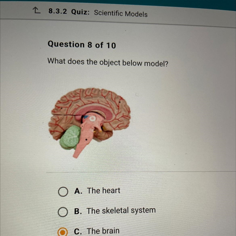 What does the object below model? O A. The heart O B. The skeletal system C. The brain-example-1