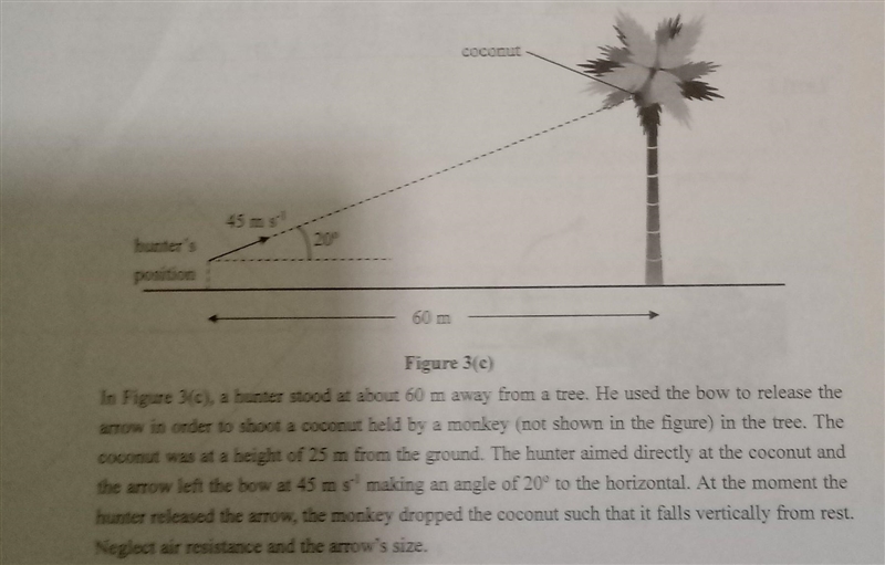 What is the height of the coconut from the ground at the moment the arrow hit it?​-example-1