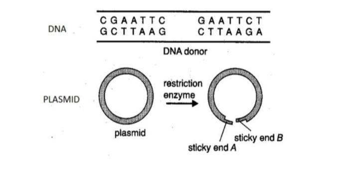 Identify the palindromic base sequence in the DNA donor molecule shown. Answer the-example-1