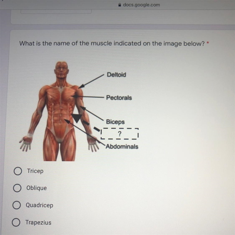 What’s the name of the muscle indicated on the image below? 1.Tricep 2.Oblique 3.Quadricep-example-1