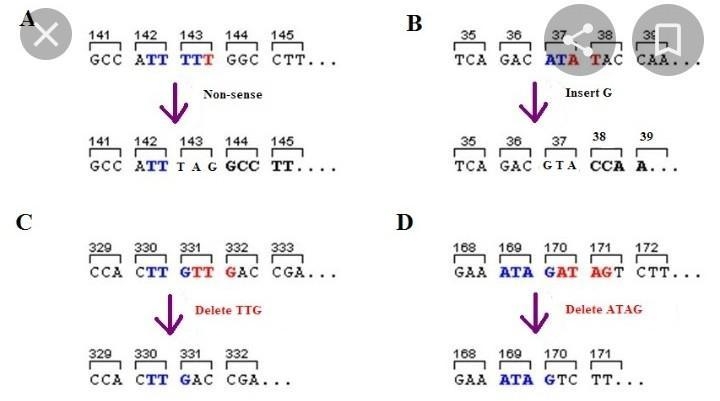 If a FRAMESHIFT mutation causes a stop codon to be inserted into the DNA sequence-example-1