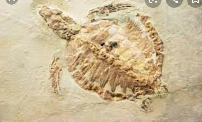 Why do you think that this type of fossil is called a print fossil?-example-2