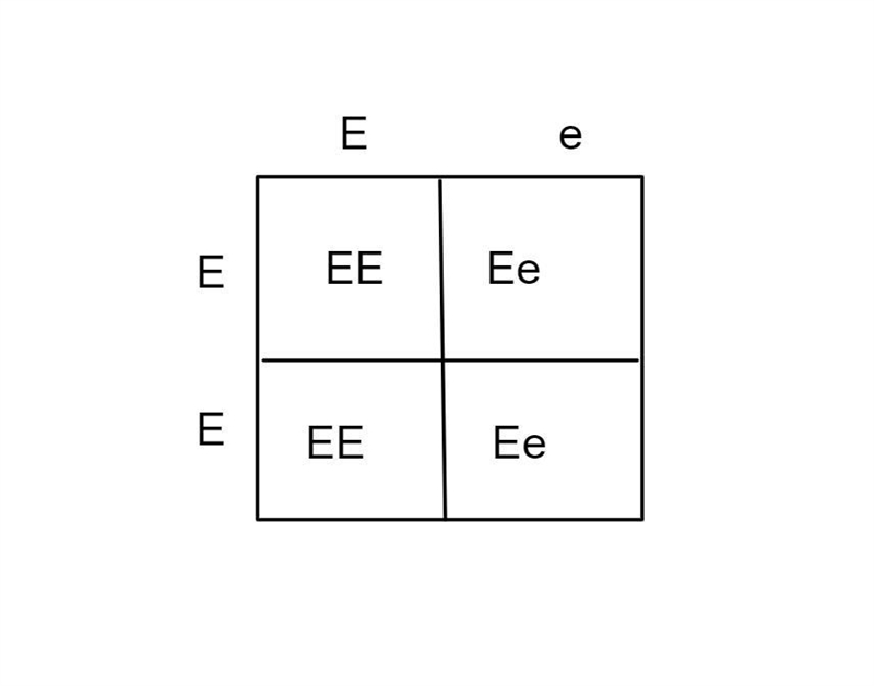 A father is homo….zygou dominant for green eyes, the mother is heterozygous. How many-example-1