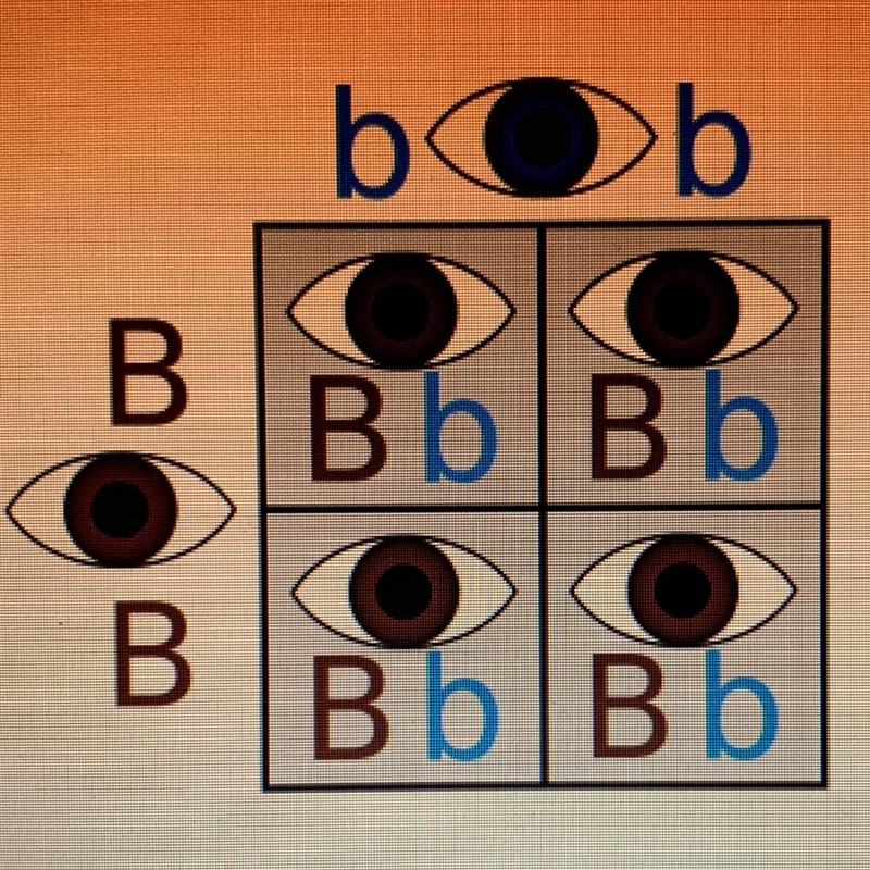 What percent of offspring will be brown eyed? 25% 50% 75% 100% Please I need help-example-1