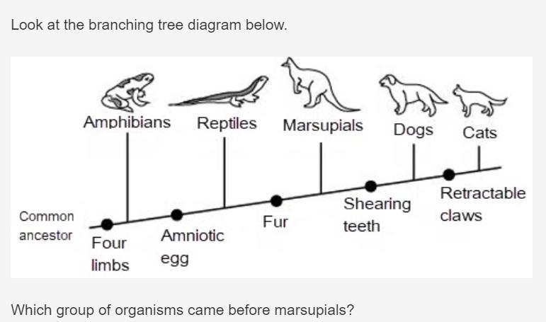 Please help me out on this... Only dogs Only reptiles Both cats and dogs Both amphibians-example-1