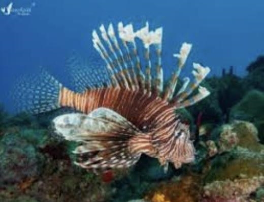 What is a description for this type of lion fish?-example-1