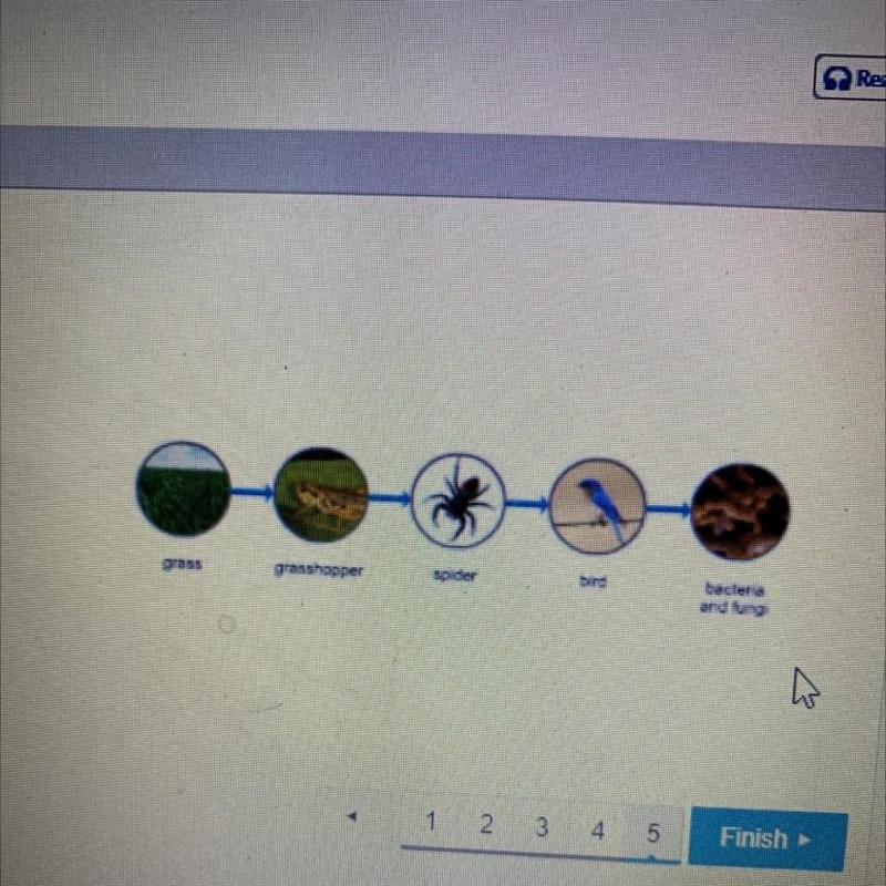 Which term describes this diagram A. food web B.trophic level C. Food chain D. Matter-example-1