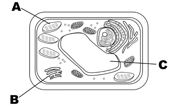 Cell with structures labeled A, B, and C Cell with structures labeled A, B, and C-example-1