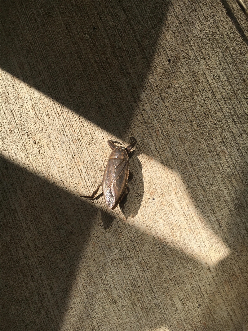 What type of beetle is this?-example-1