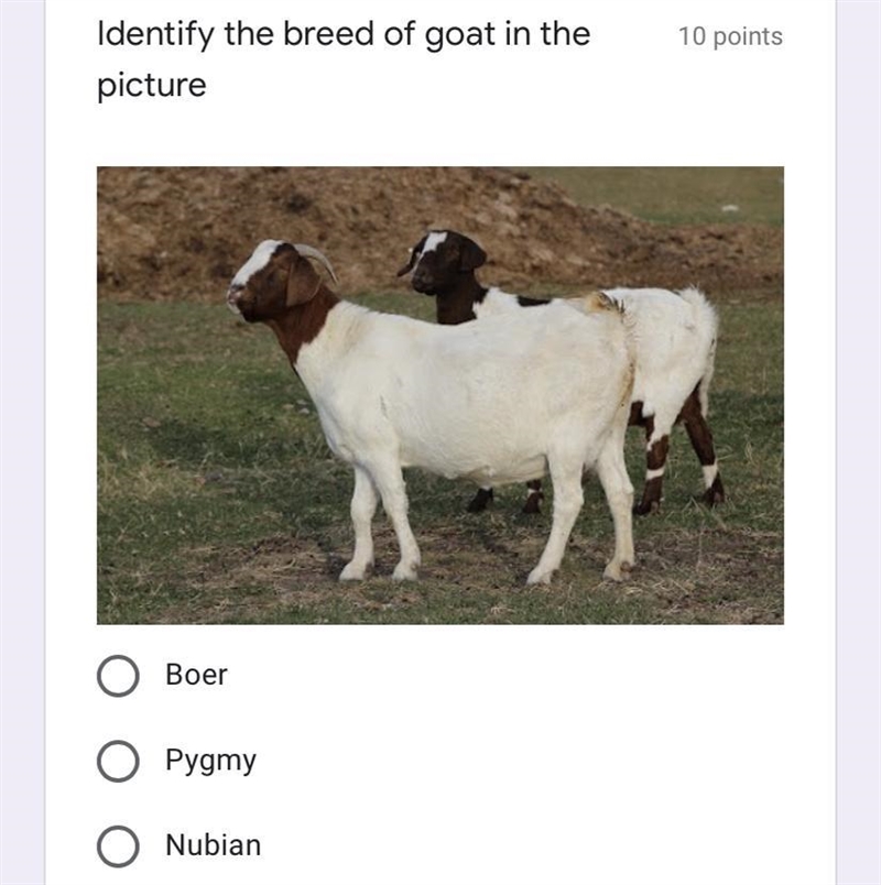 Identify the breed of goat in the picture.-example-1