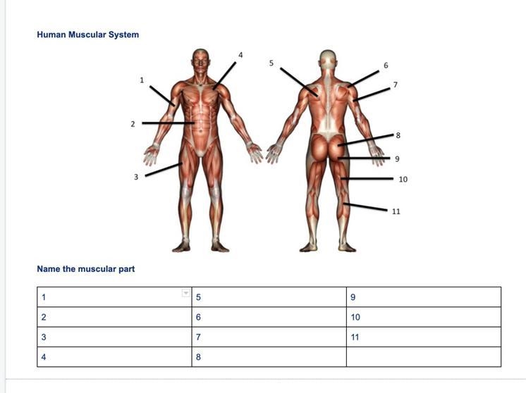 Name the muscular parts-example-1