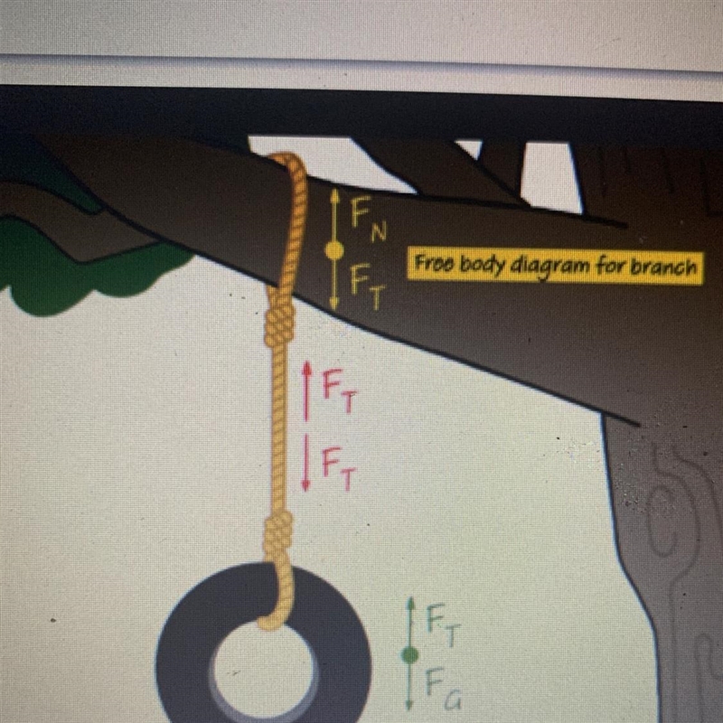 3. A tire swing is hanging from a tree. Diagram the forces acting on the swing. PLS-example-1