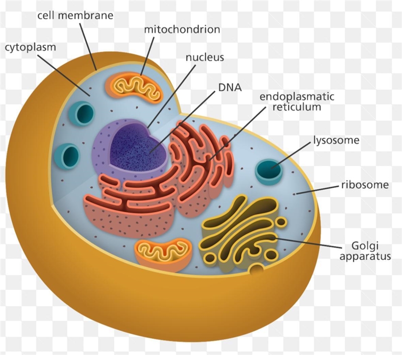 Purpose of the Golgi complex.-example-1