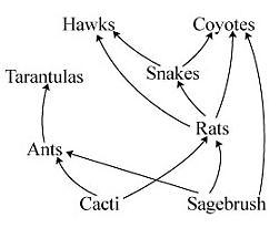 The diagram below shows a desert food web. How will a large decrease in the number-example-1