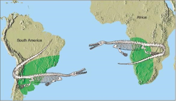 There have been fossils found of a crocodile that lived in both Africa and South America-example-1