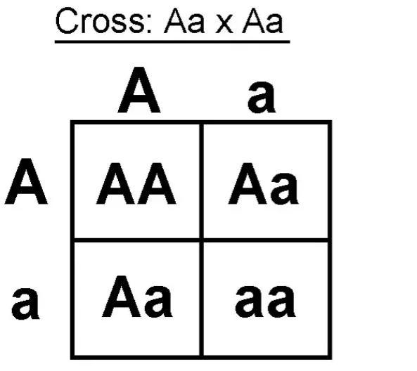 In the crossing Aa x Aa, if A is the allele for pigment and a is the allele for albinism-example-1