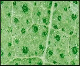 Identifying Structures in Photosynthesis Which image shows stomata? ____________________________________________________________________ 1.-example-1