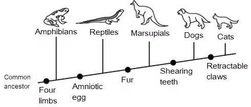 (science) Which shared derived characteristic do reptiles, marsupials, and dogs have-example-1