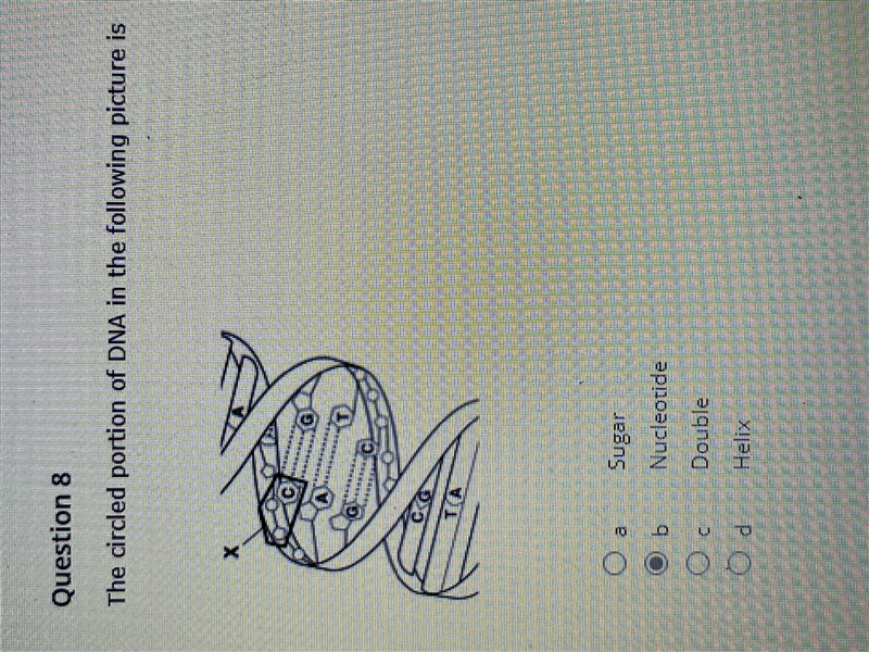 The circled portion of dna in the following picture is-example-1