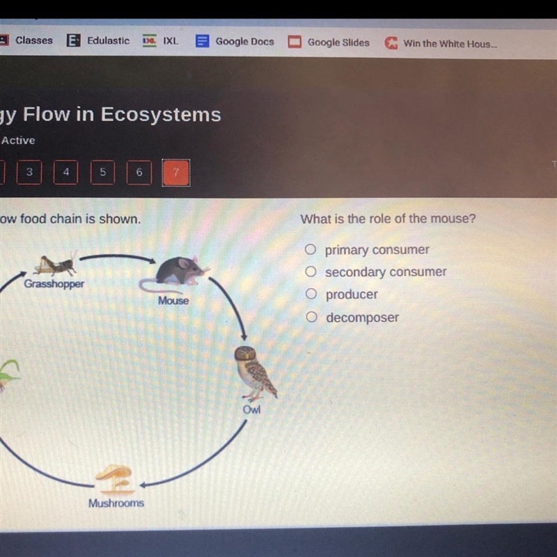 What is the role of the mouse? O primary consumer O secondary consumer producer decomposer-example-1