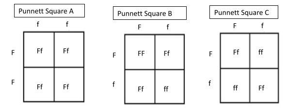 In cats, the gene for fur patterns has two alleles. The dominant allele (F) is the-example-1