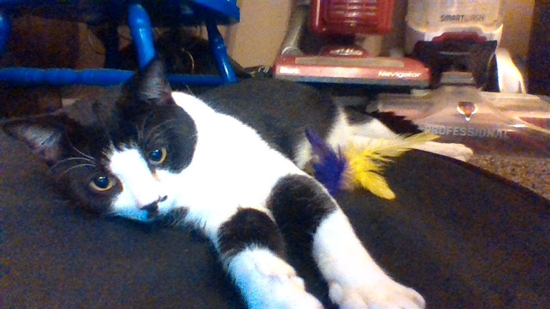 So um meet Sylvester my lazy, crazy cat. I also have a bearded dragon but i don't-example-1