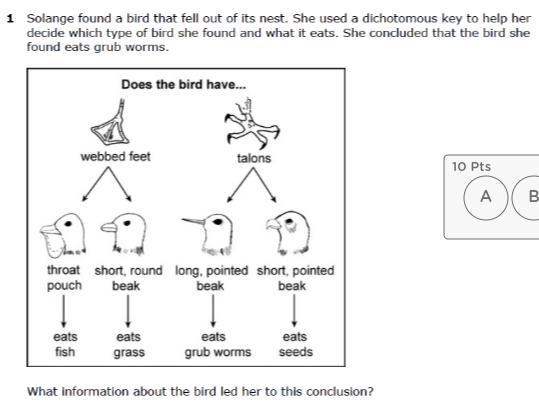 answer choise: A. the bird has talons and a short, pointed beak. B.the bird has webbed-example-1