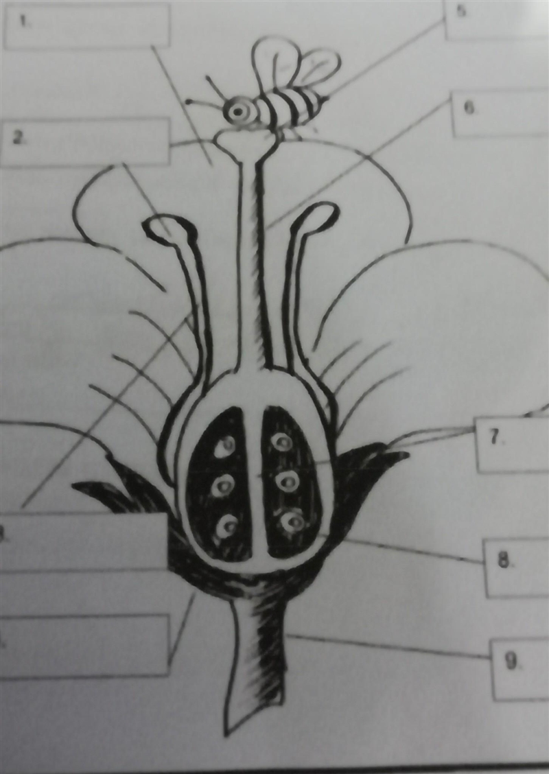 Identify and label the parts of the flower. Below​-example-1