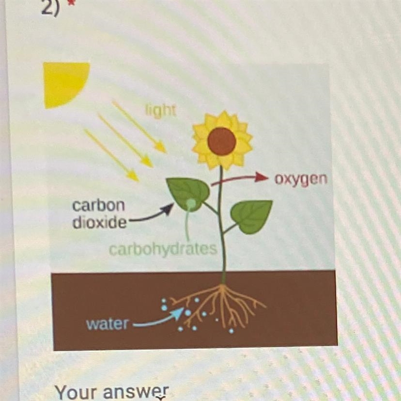 1. Explain what photosynthesis is & why it is important for plants: (MS-LS2- 2 points-example-1