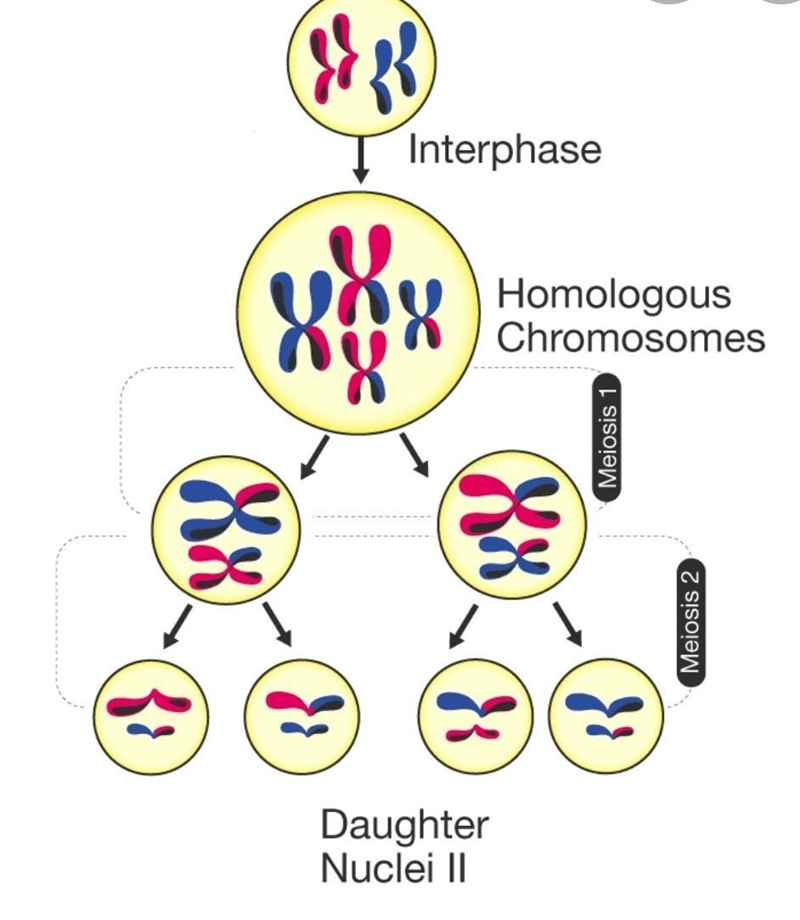 Diagram or model of meiosis. Every diagram/ model needs to have every stage of meiosis-example-1