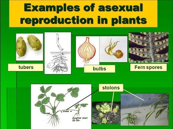 If you had a choice of what type of reproduction you would use to take over the planet-example-1