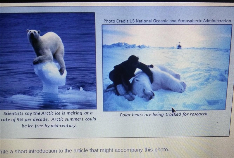 Photo credit:Us National Oceanic and Atmospheric Administration Polar bears are being-example-1