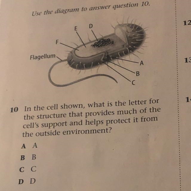 Use the diagram to answer question 10. E D F Flagellum А B В C С 10 In the cell shown-example-1