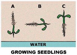 What tropism does the experimental data below show? A. Phototropism B. Geotropism-example-1