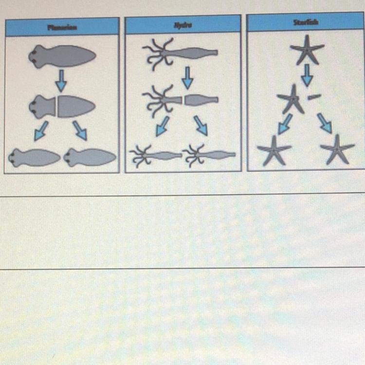 Which process (mitosis or meiosis) is responsible for the formation of each of these-example-1