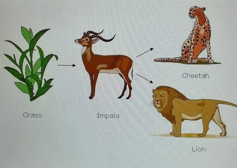 Based on the food web above, which of the following converts energy from the Sun to-example-1