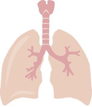 The diagram below shows the lungs, which are the main organs in the respiratory system-example-1