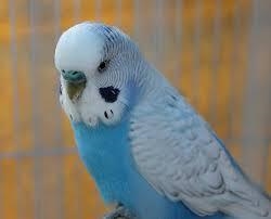 Out of these what should I NOT! name my blue Budgie Pt. 2 Blueberry Amara Cotton candy-example-1