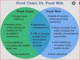 What is the difference between a food chain and a food web? plss help ​-example-1