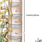 Where is the L3 nerve located? * Cervcial Nerves Thoracic Nerves Lumbar Nerves Sacral-example-1