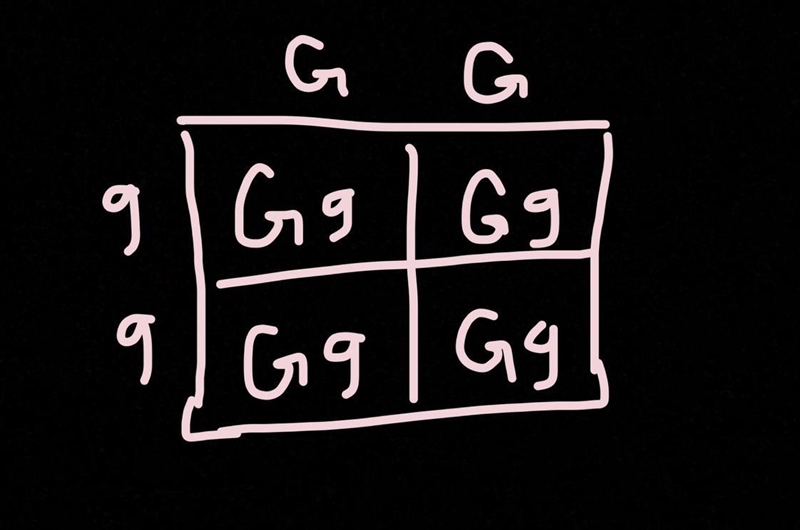 . If the genotype of one parent is GG and the genotype of the other is gg, what is-example-1