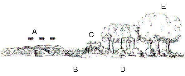 What type of succession is depicted in this figure? Justify your answer.-example-1