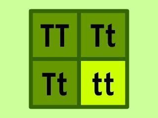 7 The "Tt"s in this Punnett square represent:-example-1