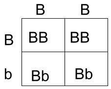 A female parent (Bb) and male parent (BB) are planning to have a child. B= Brown eyes-example-1