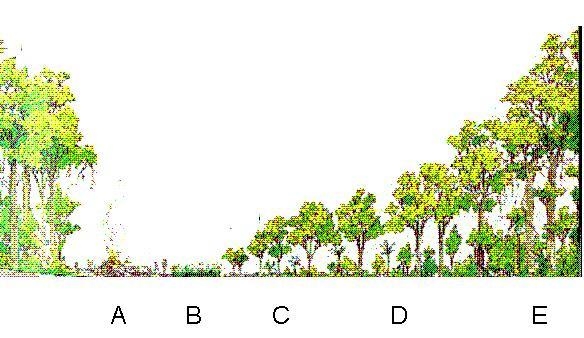 What type of succession is depicted in figure 2? Justify your answer.-example-1