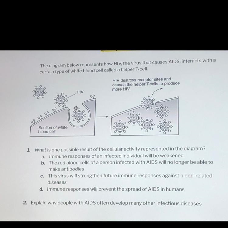 1. What is one possible result of the cellular activity represented in the diagram-example-1