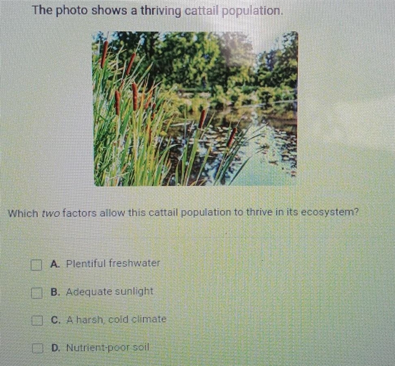 The photo shows a thriving cattail population. Which two factors allow this cattail-example-1